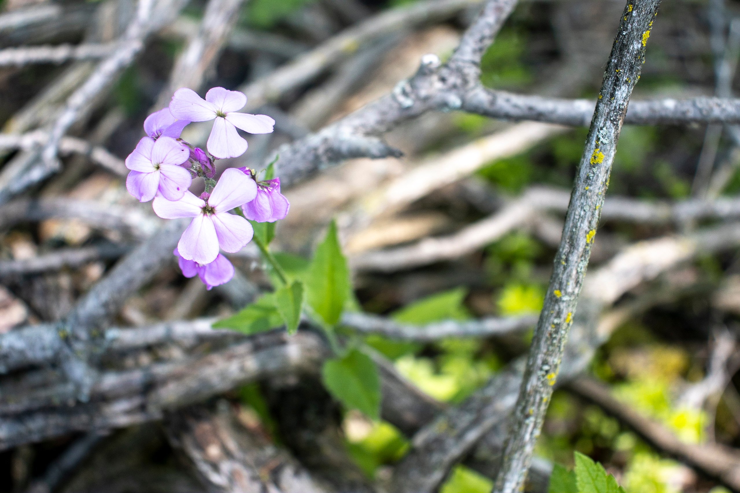 Purple Flowers