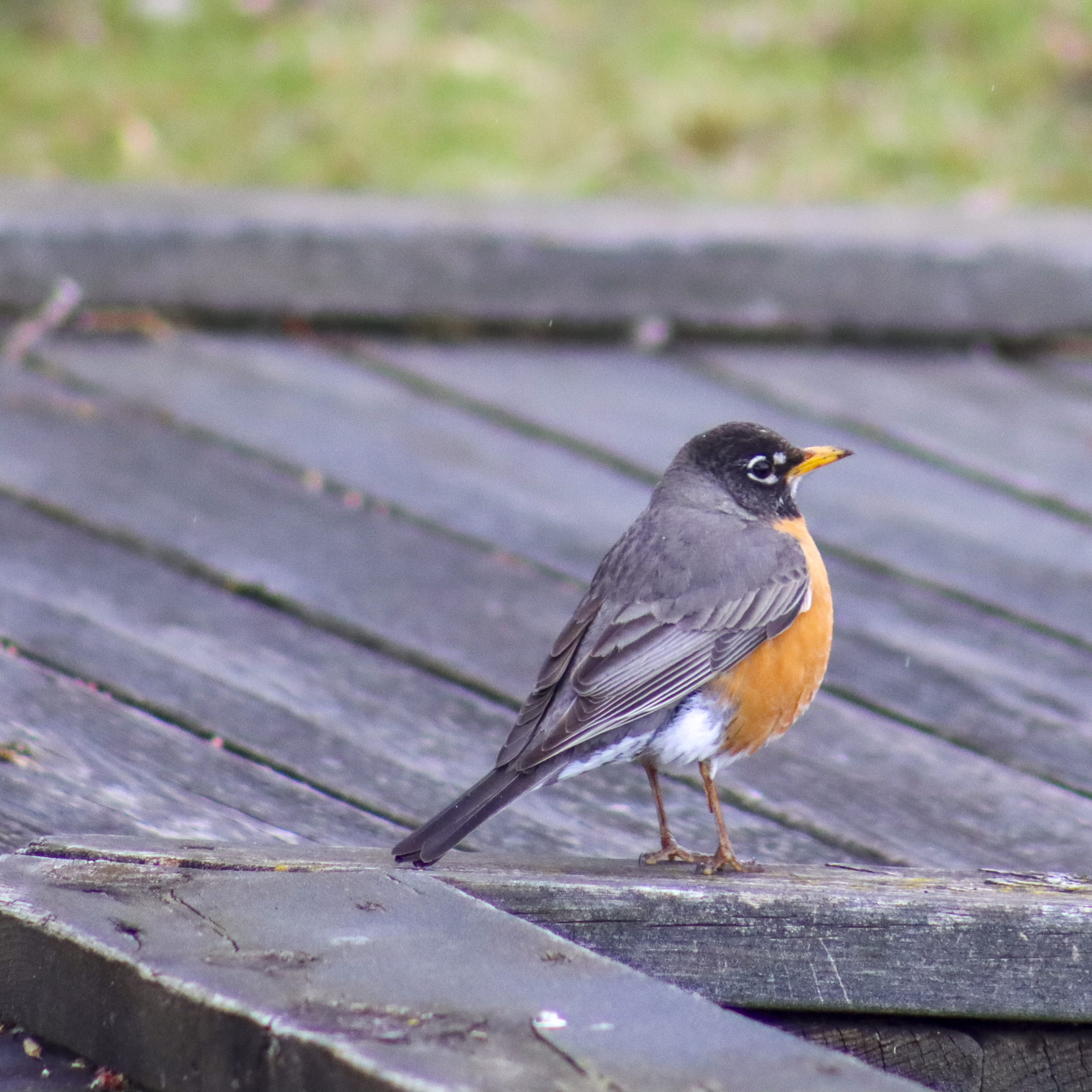 Robin in Early Spring