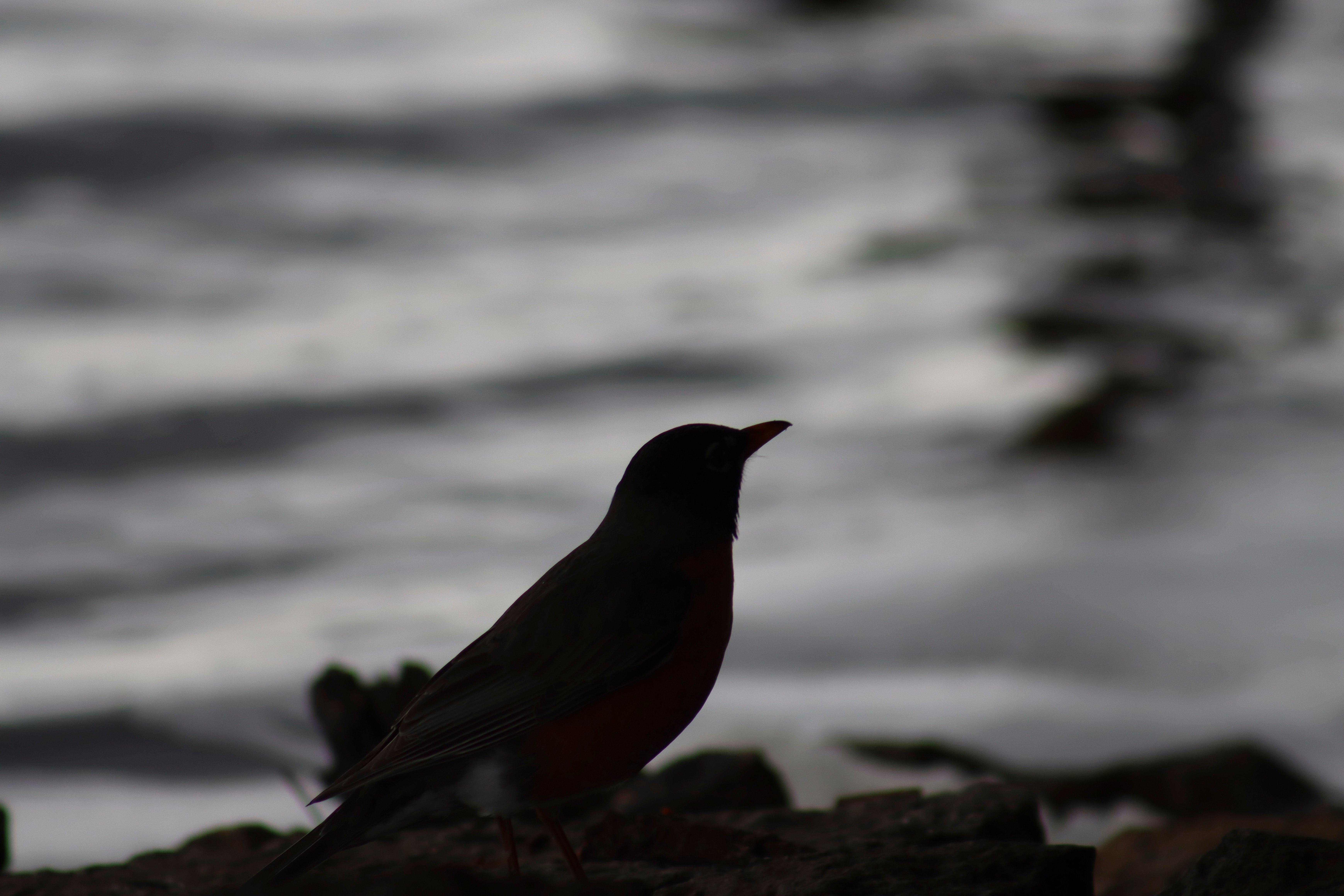 Robin in the Shadows